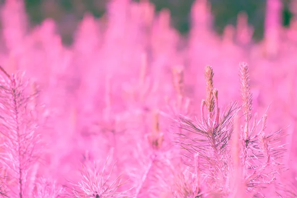 Young pines — Stock Photo, Image