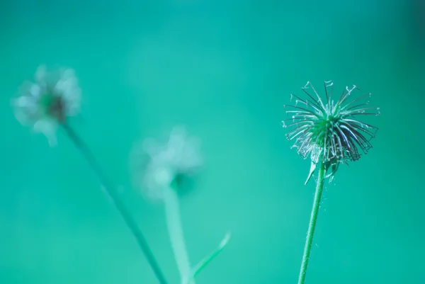 풀밭에서 보라색 꽃 — 스톡 사진