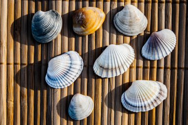 kabukları ahşap mat