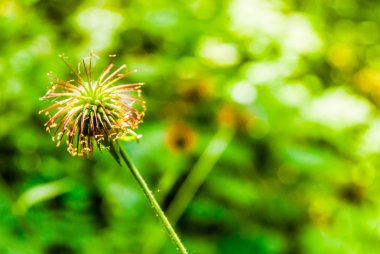 Çayırda mor çiçek