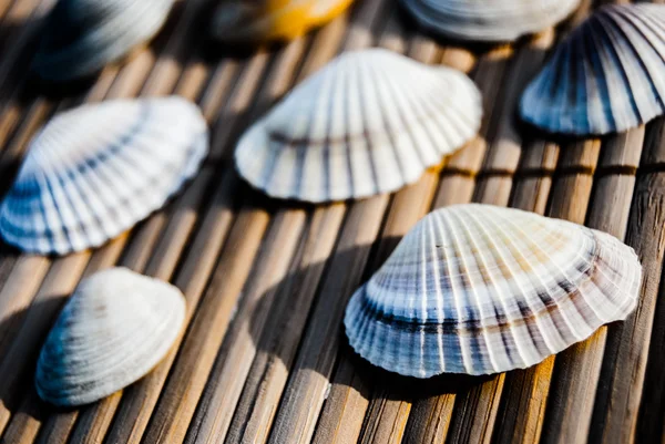 Conchas em esteira de madeira — Fotografia de Stock