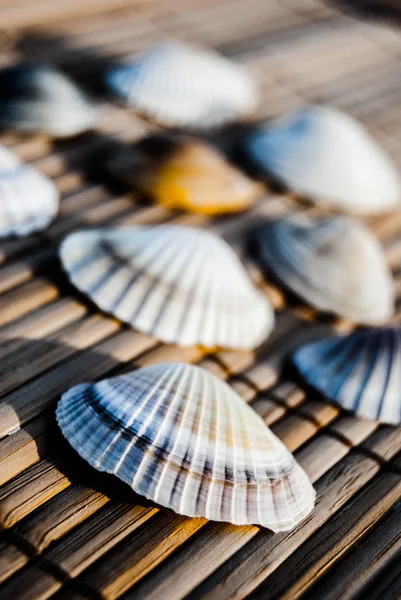 Conchas marinas en estera de madera — Foto de Stock