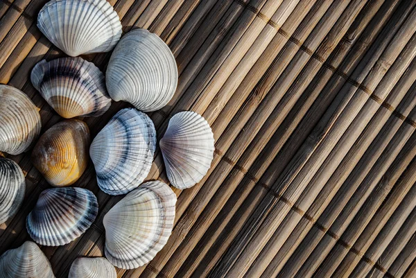 Seashells on wooden mat — Stock Photo, Image