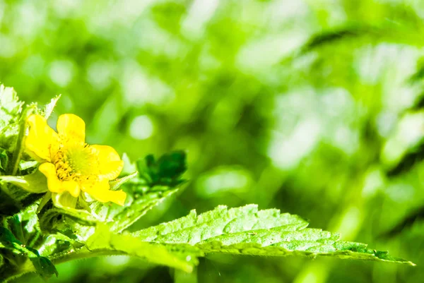 Желтый цветок на лугу — стоковое фото