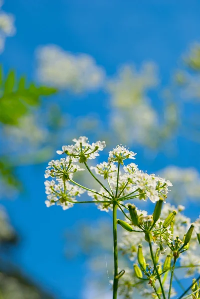 White wildflowers — Stock Photo, Image