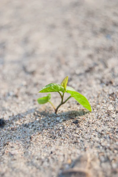 Tumbuh di tanah — Stok Foto