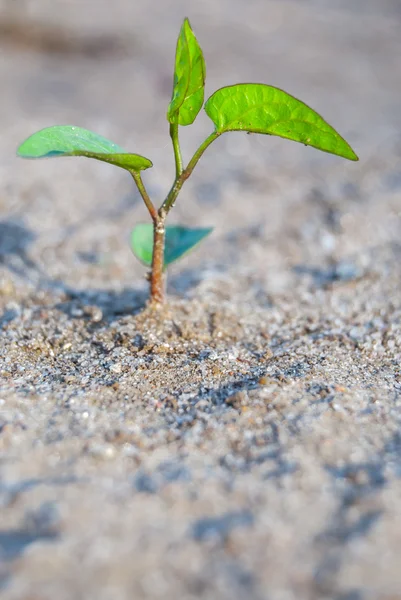 Ontkiemen in grond — Stockfoto