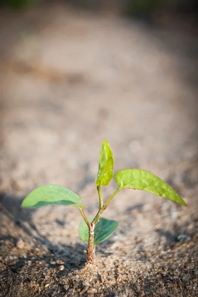 Tumbuh di tanah — Stok Foto