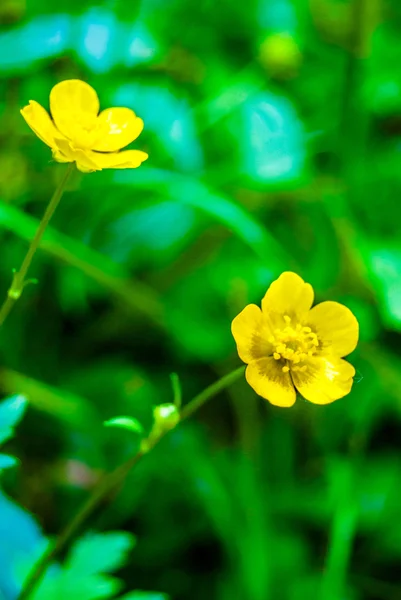 草原の黄の花 — ストック写真