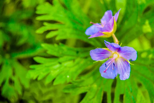 Flores silvestres púrpuras — Foto de Stock
