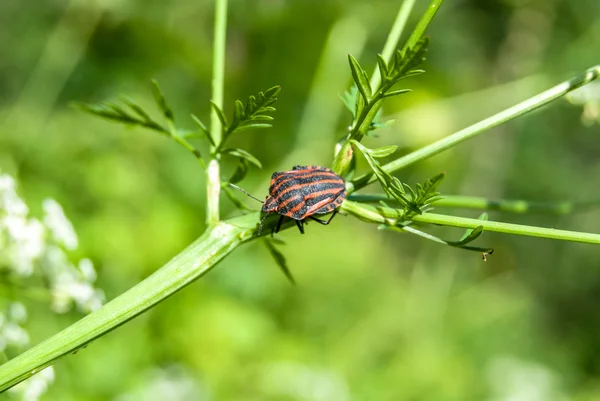 Chinche en flor — Foto de Stock