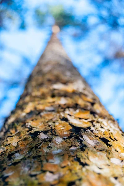 Pinus di hutan — Stok Foto