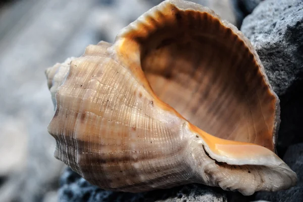 Coajă de mare pe plajă — Fotografie, imagine de stoc