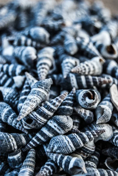 Seashells on the beach — Stock Photo, Image