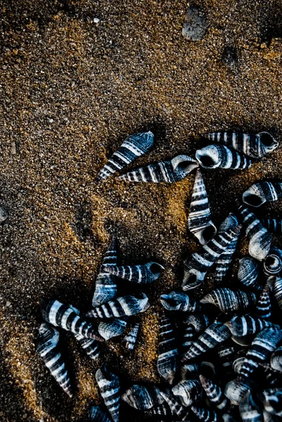 Snäckskal på stranden — Stockfoto