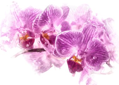 Phalaenopsis orkide çiçek