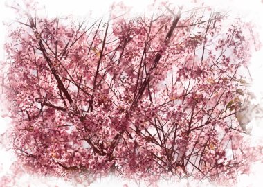 çiçekli kayısı ağacı 