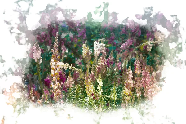 キンギョソウの美しいカラフルな花 — ストックベクタ