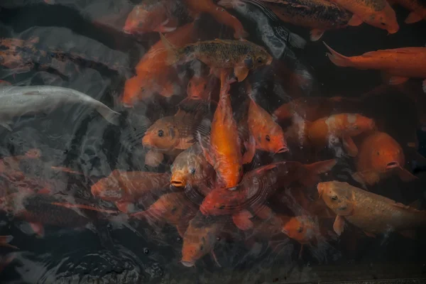 Abundância de peixes Koi coloridos — Fotografia de Stock