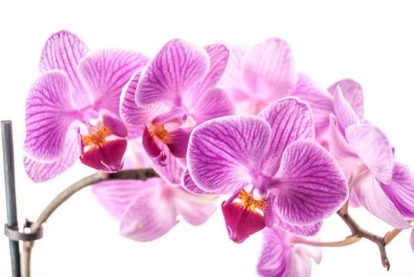 Orchideebloem, Phalaenopsis — Stockfoto