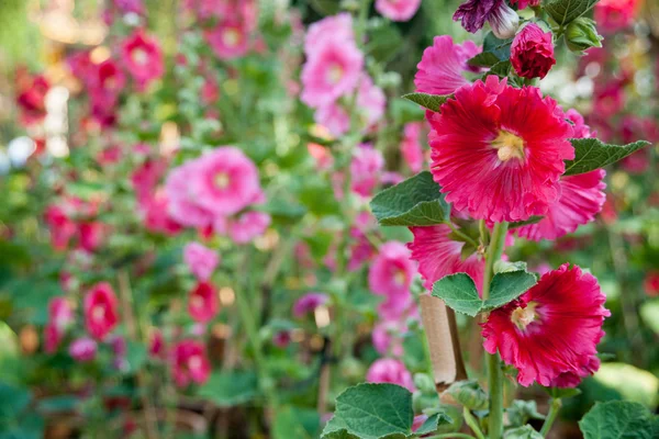 Malva flowers — Stock Photo, Image