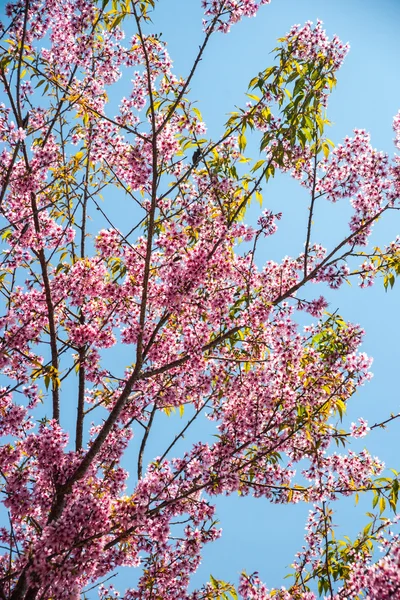 Flowering apricot tree — Stock Photo, Image