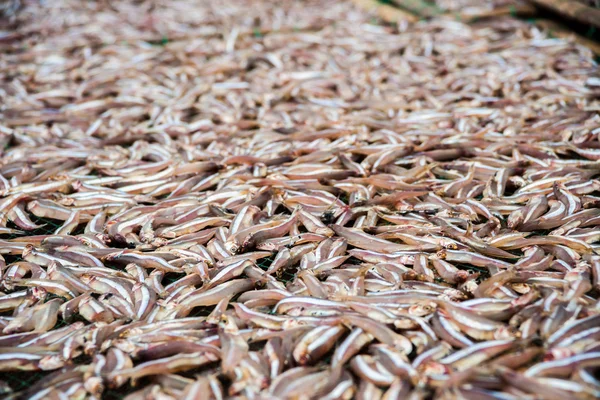 Planty de pouco peixe anchova secagem ao ar livre — Fotografia de Stock
