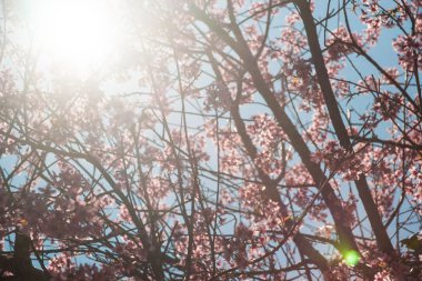 çiçekli kayısı ağacı 