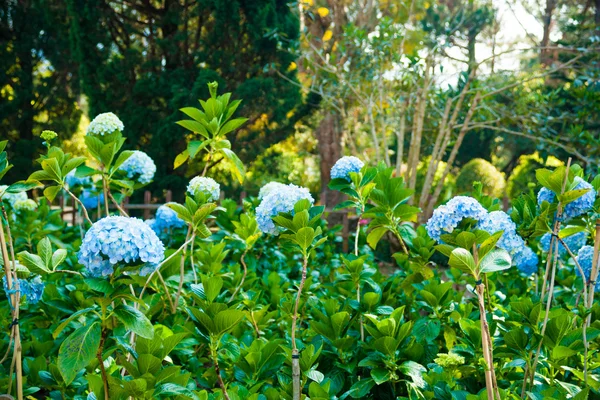 Fiori blu purfetti di fiore di ortensia . — Foto Stock