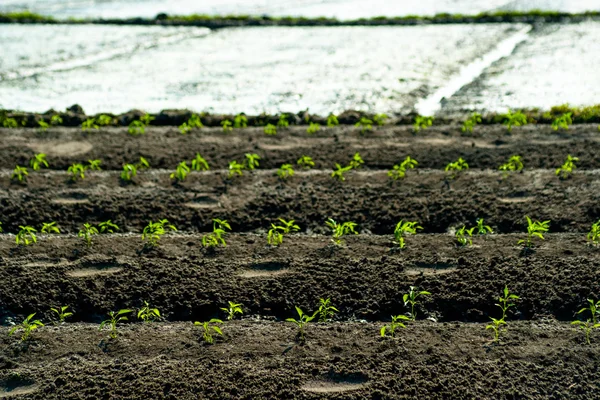 Yeşil satırları artan tahıl — Stok fotoğraf