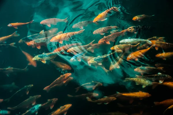 Rengeteg színes Koi halak — Stock Fotó
