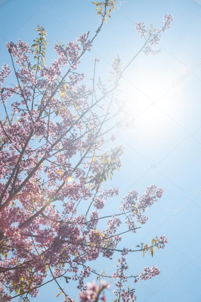 Flowering apricot tree 