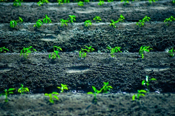 Linhas verdes de cereais em crescimento — Fotografia de Stock