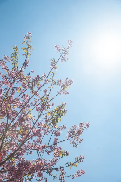 Albicocca fiorita — Foto Stock