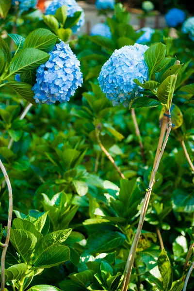 Purfect blue blossoms of hydrangea flower. — Stock Photo, Image