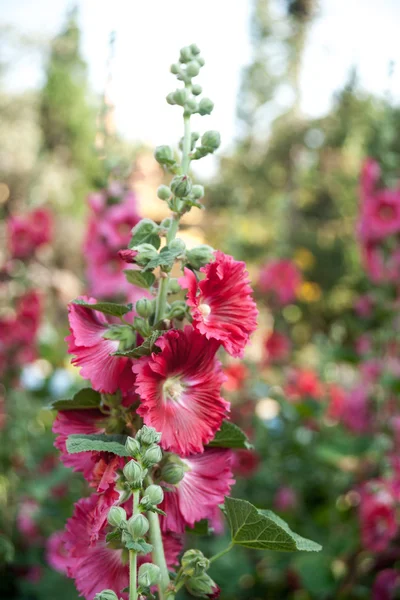Malva flowers — Stock Photo, Image
