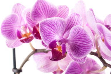 Phalaenopsis orkide çiçek