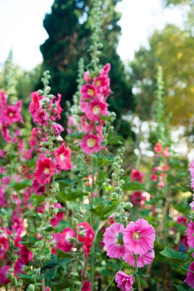 Malva çiçekler — Stok fotoğraf