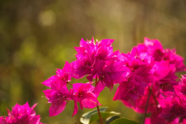 Red flowers — Stock Photo, Image