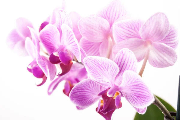 Flor de orquídea, Phalaenopsis — Fotografia de Stock
