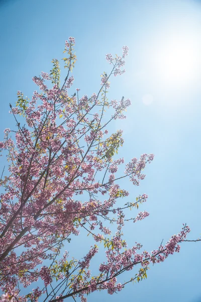 Albaricoque floreciente —  Fotos de Stock