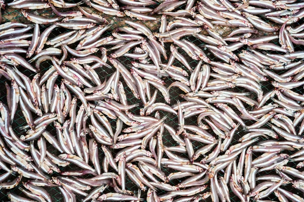 Planty de pouco peixe anchova secagem ao ar livre — Fotografia de Stock