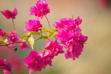 kırmızı çiçekler