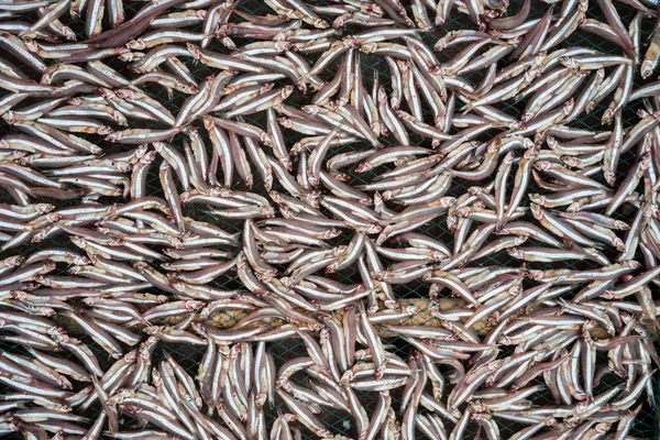 Planty de poco pescado de anchoa secado al aire libre — Foto de Stock