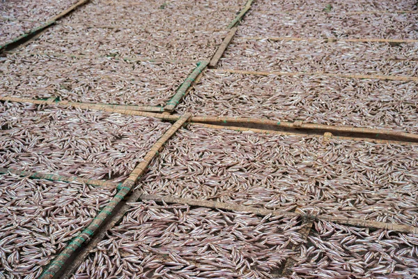 Plantation de petits poissons anchois séchant en plein air — Photo