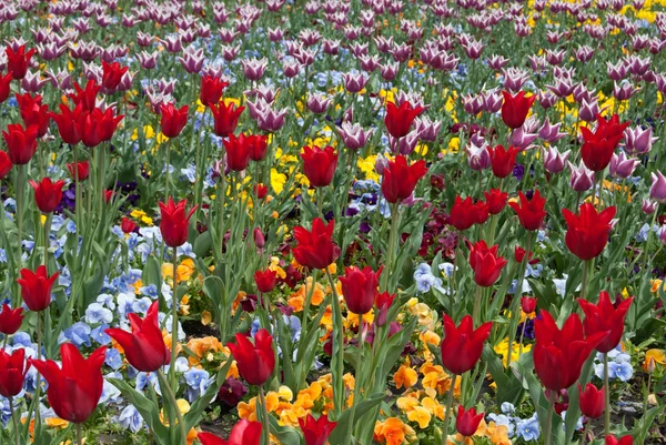 Tulipanes multicolores . — Foto de Stock