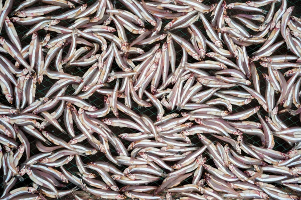 Planty de poco pescado de anchoa secado al aire libre — Foto de Stock