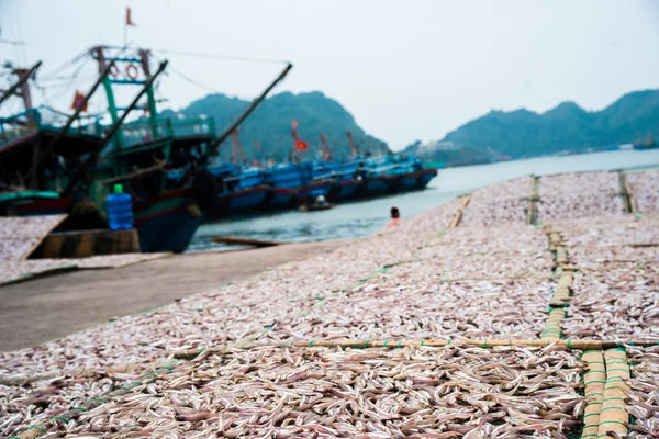 Planty of little anchovy fish drying on open air — Stock Photo, Image