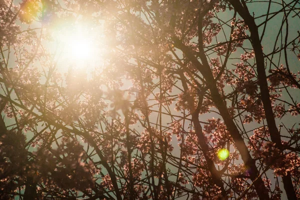 棵杏树开花的树 — 图库照片