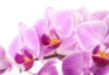 Phalaenopsis orkide çiçek